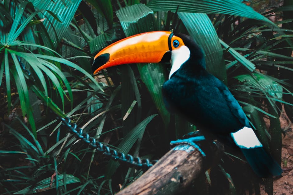 Stunning Toco Toucan perched on a branch amidst tropical foliage in Foz do Iguaçu, Brazil.