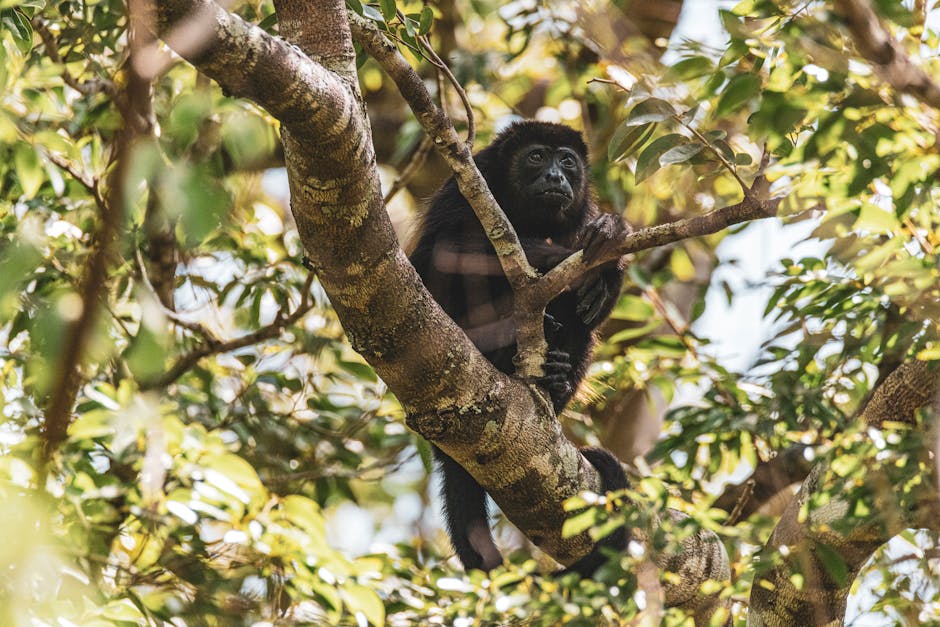 A howler monkey sits amidst lush foliage in a tropical forest in Costa Rica.